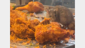 길거리 음식점 매대 습격한 ‘거대 쥐’…치킨 갉아 먹고 있었다