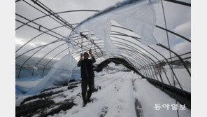 “딸기농사 25년, 이런 일 처음”…눈폭탄에 비닐하우스 ‘폭삭’