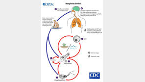 ‘뇌 먹는 아메바’ 감염 국내 첫 확인… 태국서 귀국한 50대 남성 사망