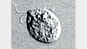 태국서 귀국 50대, ‘뇌 먹는 아메바’ 첫 감염 사망 