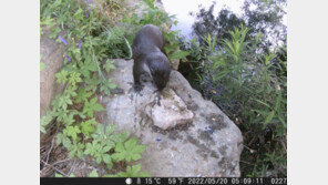 ‘멸종위기’ 수달 가족, 한강에 산다…15마리 흔적 발견