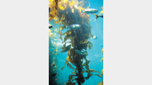 年 5억5000만t 이산화탄소 흡수… ‘바다 숲’에 탄소중립의 미래 있다