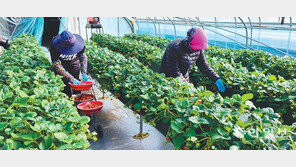 당도 높은 딸기 ‘금실’ 수확