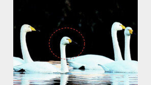 대전 갑천에서 멸종위기 ‘고니’ 월동 확인 