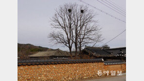 “까치까치 명당은♬~ 우리 명당이래요♪”[안영배의 웰빙풍수]