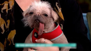 “내가 제일 못났다”…영국서 가장 못생긴 개 뽑는다