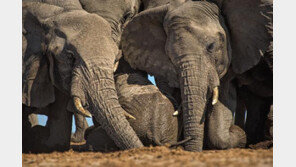 코끼리도 장례를 치른다?…흙 뿌리고 곁 지키며 애도