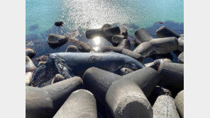 8m ‘혹등고래’, 속초항 남방파제서 죽은채 발견