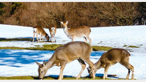 들개 등 한라산에 방치된 방사동물, 가축과 생태계 해친다