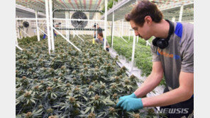 日정부, 대마초로 만든 난치병 치료제 승인키로…오남용 처벌죄도 신설