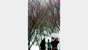 설경에 핀 홍매화 