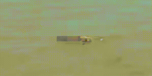 실종 아이 시신 업고 찾아온 악어…“상처 없이 깨끗했다”