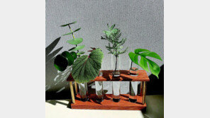 바빠도, 초보도 OK… ‘수경재배’ 매력[반려식물 라이프/임이랑]