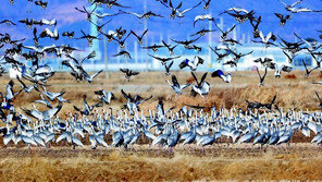 폭설-한파에 창원 주남저수지 찾아온 ‘재두루미’