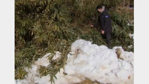 눈 쌓인 대나무숲에 봉지속 신생아…강릉 여행 20대 친모 “전 남친 아기”