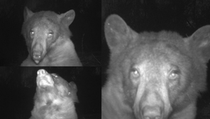 ‘나 예뻐요?’ 혀 빼꼼…美공원서 셀카 수백 장 남긴 곰