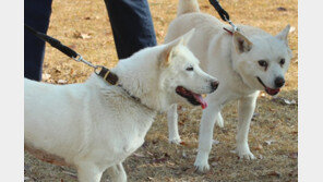 묶인 개 프라이팬으로 마구 때린 의사, 정당방위 주장했지만…