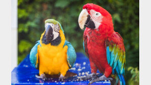 앵무새 공격에 조깅하던 의사 골절…“새 주인에 배상금 1억”