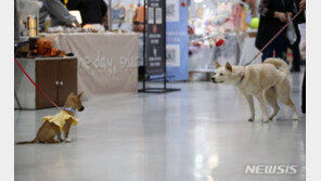 반려동물 월 양육비 15만원…5가구 중 1가구 ‘파양’ 고민