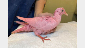 美공원서 발견된 ‘분홍 비둘기’, 원래 색깔은…(영상)