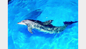 [신문과 놀자!/피플 in 뉴스]남방큰돌고래 ‘비봉이’는 어디에? 