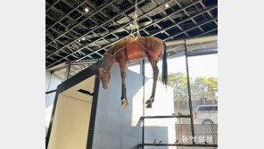 천장에 매달린 말-운석 맞은 교황… 미술관 가득 ‘독한 농담’