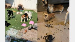 똥 범벅에 사체까지…불법 펫숍에 방치된 개·고양이 40여 마리 발견