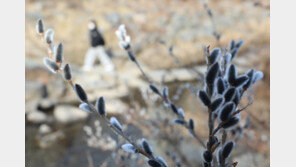 정월대보름 낮 최고 11도 ‘맑음’…서울 -4~7도, 부산 1~10도