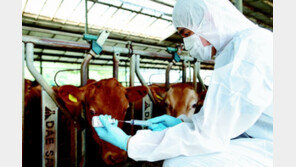겨울철 가축 전염병 소식 들려오는데… “구제역은 이상無” 
