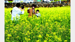 활짝 핀 유채꽃… 오늘 제주 낮최고 12도