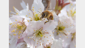 제주 양봉장 꿀벌 1억4000마리 얼어 죽었다…한파·폭설 영향