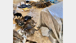 美주택서 남녀 숨진 채로 발견…집 내부서 고양이 150마리 구조