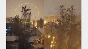 수백마리 새떼 빙빙…튀르키예 지진 직전 포착된 기이 현상 (영상)