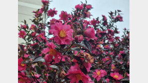 9.6도에서 -10.2도로 급락…1월 기온 폭 19.8도 ‘역대 최대’