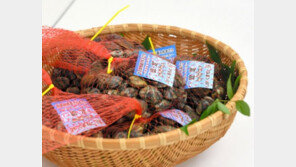 “한국산 바지락이 일본산 둔갑”…日경찰, 현지 수산업자 체포