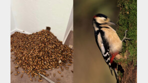 가정집 벽 구멍에서 도토리 320kg 와르르…무슨일?