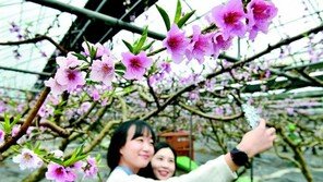 봄 마중… 복숭아꽃이 피었습니다 