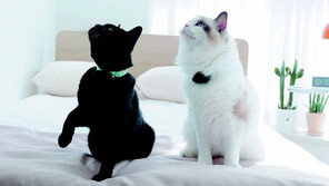 “웨어러블 기기로 반려동물 건강 체크… 수의사 온라인 상담도” 