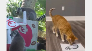 원숭이·수달·코끼리까지…슈퍼볼 우승팀 맞힌 동물은? (영상)