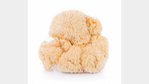 노루궁뎅이버섯 먹으면 기억력 강화…치매 예방에도 도움