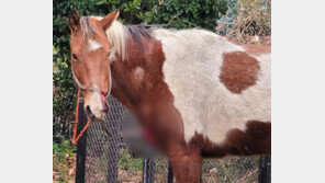 제주서 농장 탈출해 도로 역주행한 말 16마리, 차량 2대 ‘쾅쾅’