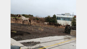 농장 탈출해 도로 달리던 말 16마리…차량 2대 ‘쾅’