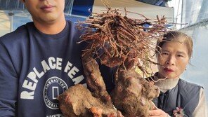 180년 묵은 ‘역대급 대물’…12㎏ ‘하수오’ 뿌리 캐낸 모자