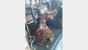 ‘조종석 피범벅’…비행 실습 중 독수리와 정면충돌한 조종사