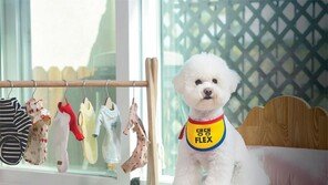 펫 객실에 부지배인 강아지… 항공업계, 반려동물 기내식 검토 