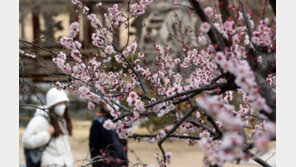우수 사흘 앞… 꽃망울 활짝 터뜨린 매화 
