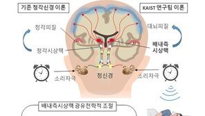자는 동안에도 소리 듣는 ‘불침번’ 뇌신경회로 찾았다