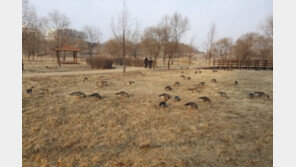 배설물 가득 호수공원 ‘개똥’ 아니라 ‘철새 분변’