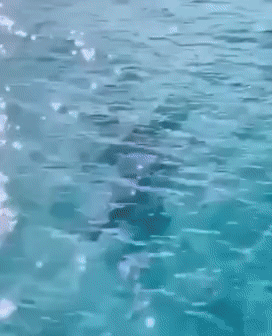 섬 지키던 개, 바다 뛰어들어 상어에 맞섰다…승자는? (영상)