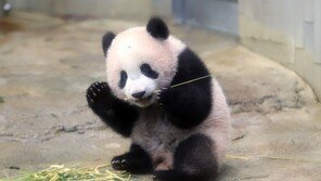 도쿄 동물원 판다 관람 경쟁률이 70대1…日시민들 눈물의 작별인사